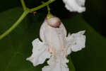 Southern catalpa